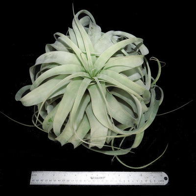 Tillandsia xerographica
