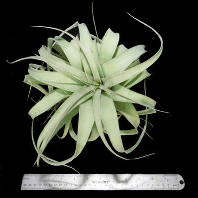 Tillandsia xerographica