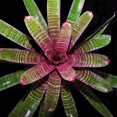 Vriesea 'Red Russian'