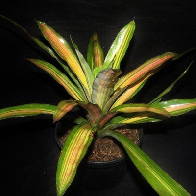 Aechmea 'Alvarez' | Bromeliad Paradise