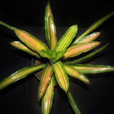 Aechmea 'Alvarez' | Bromeliad Paradise