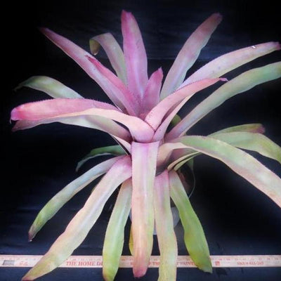 Aechmea 'Andressa' | Bromeliad Paradise