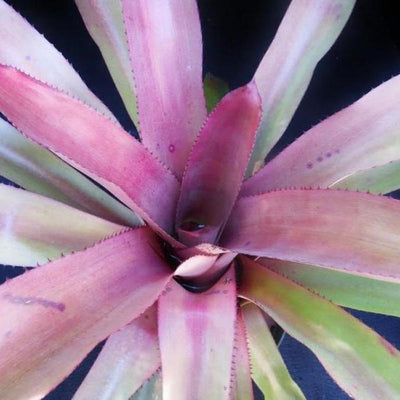Aechmea 'Andressa' | Bromeliad Paradise