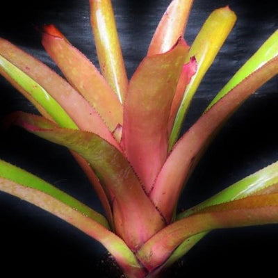 Aechmea aquilegia | Bromeliad Paradise