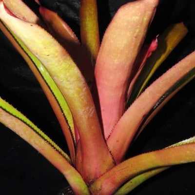 Aechmea aquilegia | Bromeliad Paradise