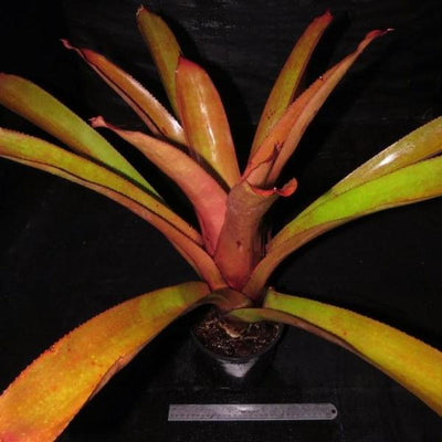 Aechmea aquilegia | Bromeliad Paradise