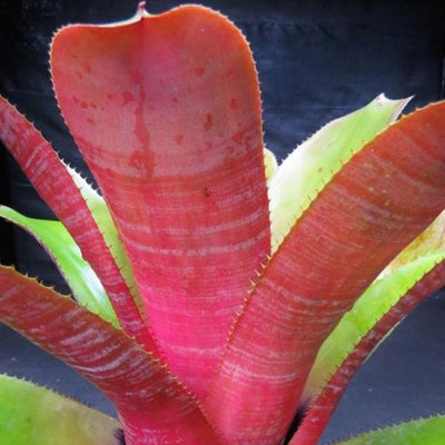 Aechmea 'Athena' | Bromeliad Paradise