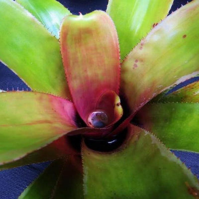 Aechmea 'Athena' | Bromeliad Paradise