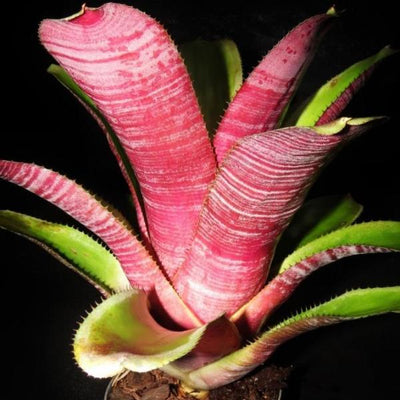 Aechmea 'Athena' | Bromeliad Paradise