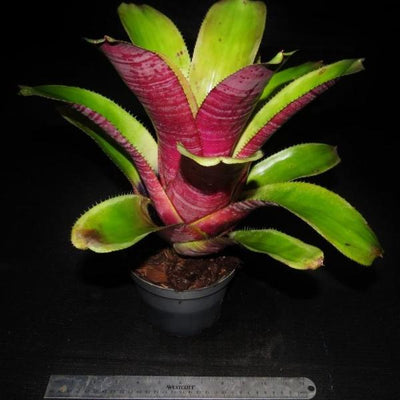 Aechmea 'Athena' | Bromeliad Paradise