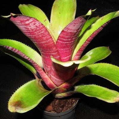 Aechmea 'Athena' | Bromeliad Paradise