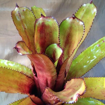 Aechmea 'Azur Nigra' | Bromeliad Paradise