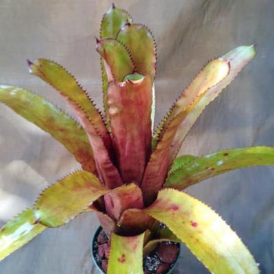 Aechmea 'Azur Nigra' | Bromeliad Paradise