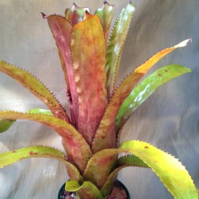 Aechmea 'Azur Nigra' | Bromeliad Paradise