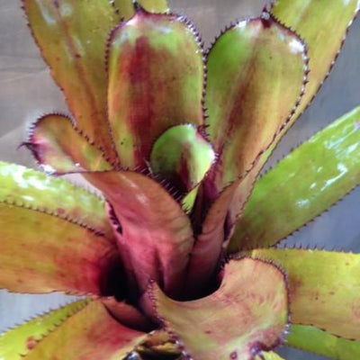 Aechmea 'Azur Nigra' | Bromeliad Paradise