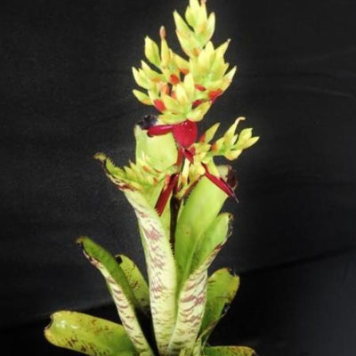 Aechmea 'Bert' | Bromeliad Paradise