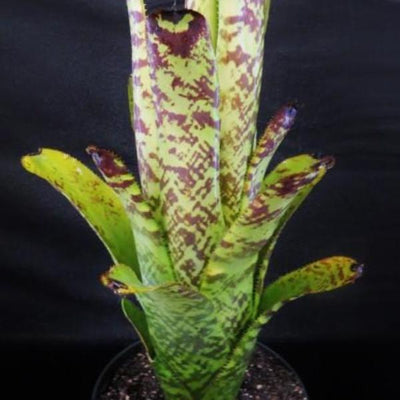Aechmea 'Bert' | Bromeliad Paradise