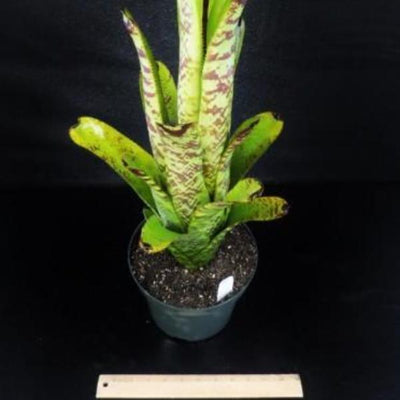 Aechmea 'Bert' | Bromeliad Paradise