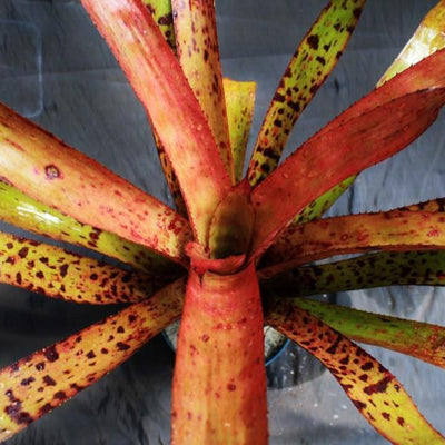 Aechmea 'Bitter Sweet' | Bromeliad Paradise