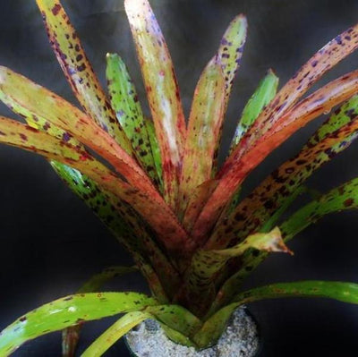 Aechmea 'Bitter Sweet' | Bromeliad Paradise