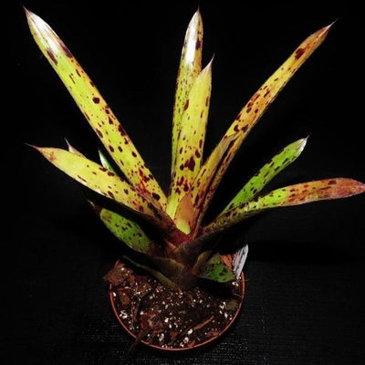 Aechmea 'Bitter Sweet' | Bromeliad Paradise