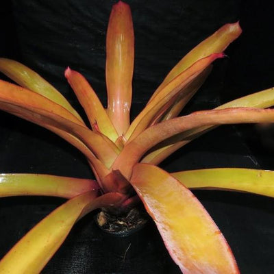 Aechmea blanchetiana cv 'Peaches and Cream' | Bromeliad Paradise