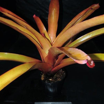 Aechmea blanchetiana cv 'Peaches and Cream' | Bromeliad Paradise
