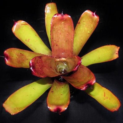 Aechmea blanchetiana cv 'Pink Petals' | Bromeliad Paradise