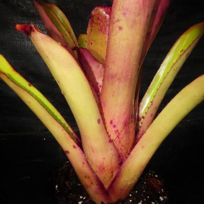 Aechmea blanchetiana cv 'Pink Petals' | Bromeliad Paradise