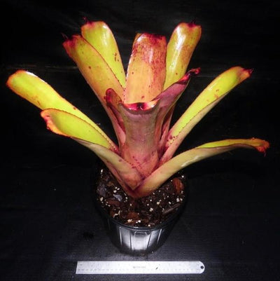 Aechmea blanchetiana cv 'Pink Petals' | Bromeliad Paradise