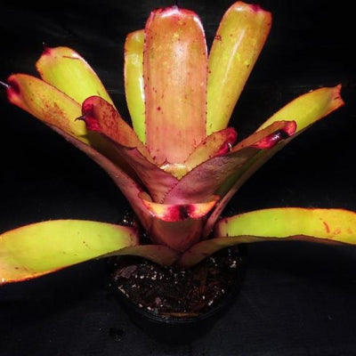 Aechmea blanchetiana cv 'Pink Petals' | Bromeliad Paradise