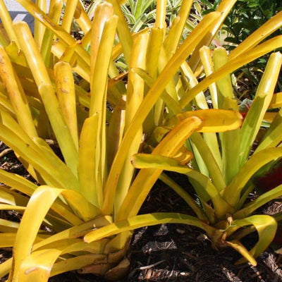 Aechmea blanchetiana 'Lemonade' | Bromeliad Paradise