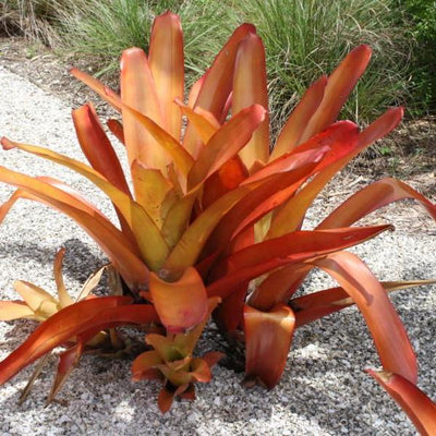 Aechmea blanchetiana 'Orange' | Bromeliad Paradise