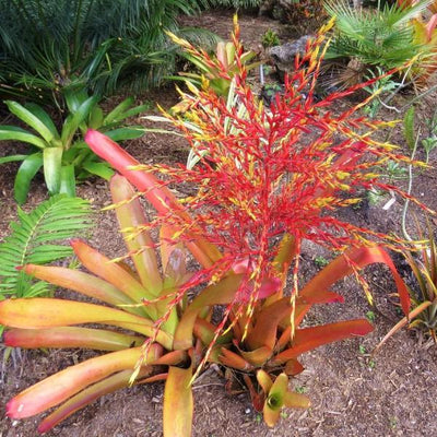 Aechmea blanchetiana 'Orange' | Bromeliad Paradise