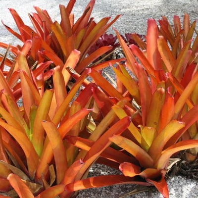 Aechmea blanchetiana 'Orange' | Bromeliad Paradise