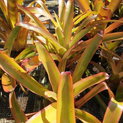 Aechmea blanchetiana 'Rainbow' | Bromeliad Paradise