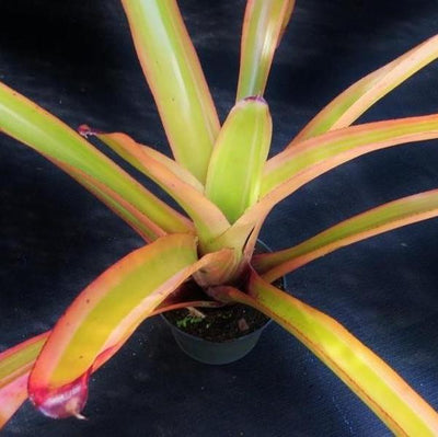 Aechmea blanchetiana 'Rainbow' | Bromeliad Paradise