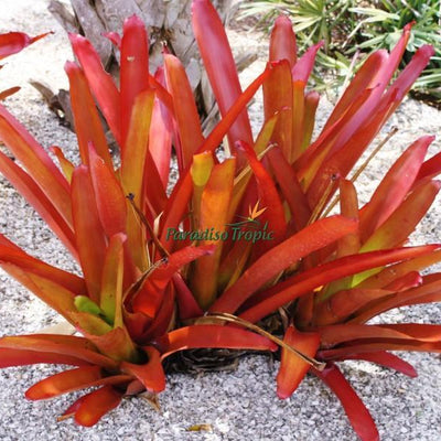 Aechmea blanchetiana 'Red Raspberry' | Bromeliad Paradise