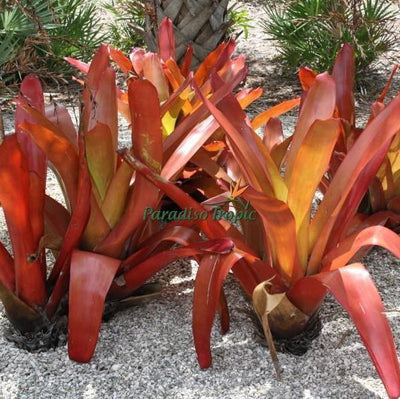 Aechmea blanchetiana 'Red Raspberry' | Bromeliad Paradise