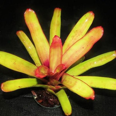 Aechmea blanchetiana 'Rubra' | Bromeliad Paradise