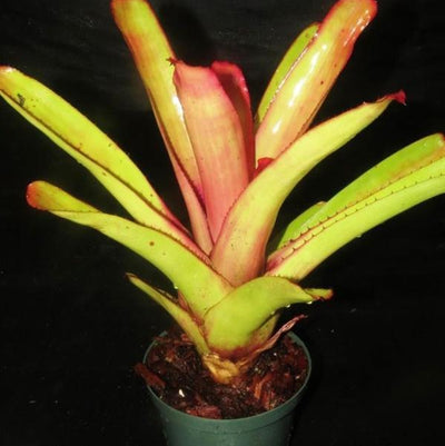 Aechmea blanchetiana 'Rubra' | Bromeliad Paradise