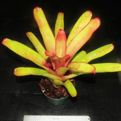 Aechmea blanchetiana 'Rubra' | Bromeliad Paradise