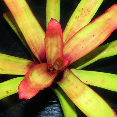 Aechmea blanchetiana 'Rubra' | Bromeliad Paradise