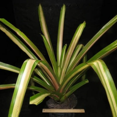 Aechmea blanchetiana 'Variegated' | Bromeliad Paradise
