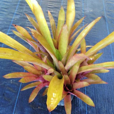 Aechmea 'Bonnie's Pearl' | Bromeliad Paradise