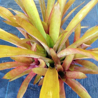 Aechmea 'Bonnie's Pearl' | Bromeliad Paradise