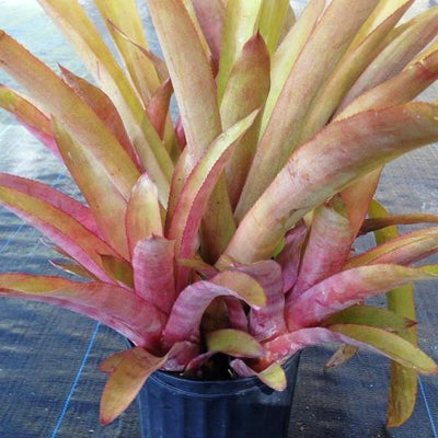 Aechmea 'Bonnie's Pearl' | Bromeliad Paradise
