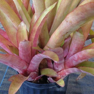 Aechmea 'Bonnie's Pearl' | Bromeliad Paradise