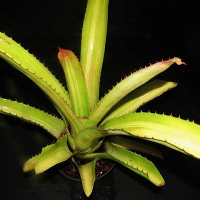 Aechmea bracteata variegata | Bromeliad Paradise