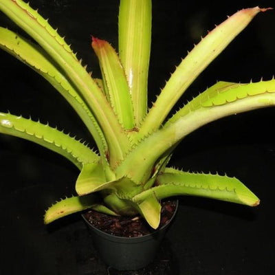Aechmea bracteata variegata | Bromeliad Paradise